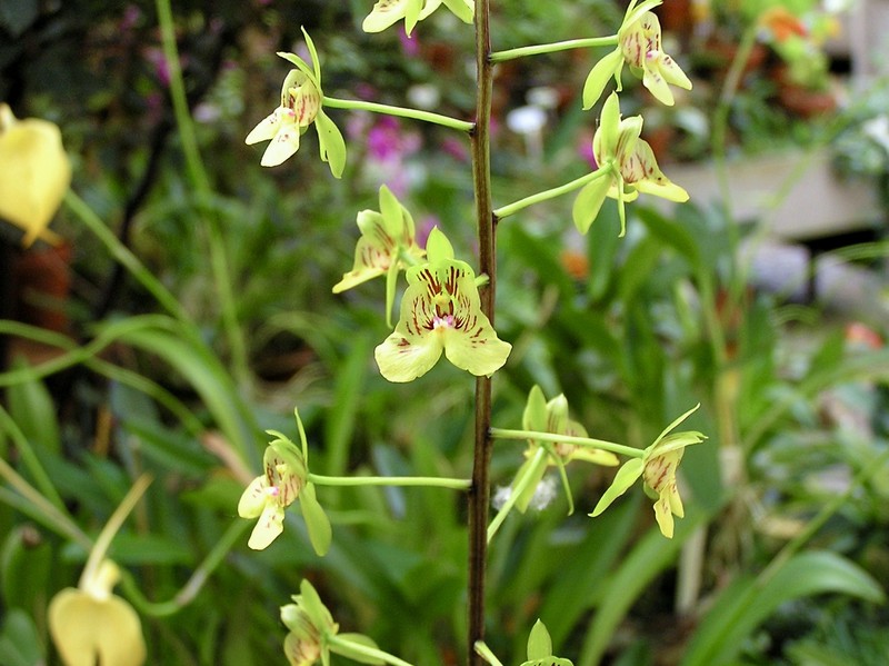 Eulophia pulchra photo 4