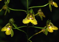 Eulophia pulchra