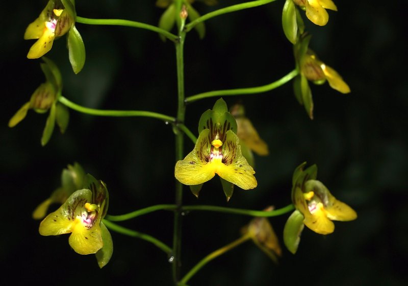 Eulophia pulchra photo 5