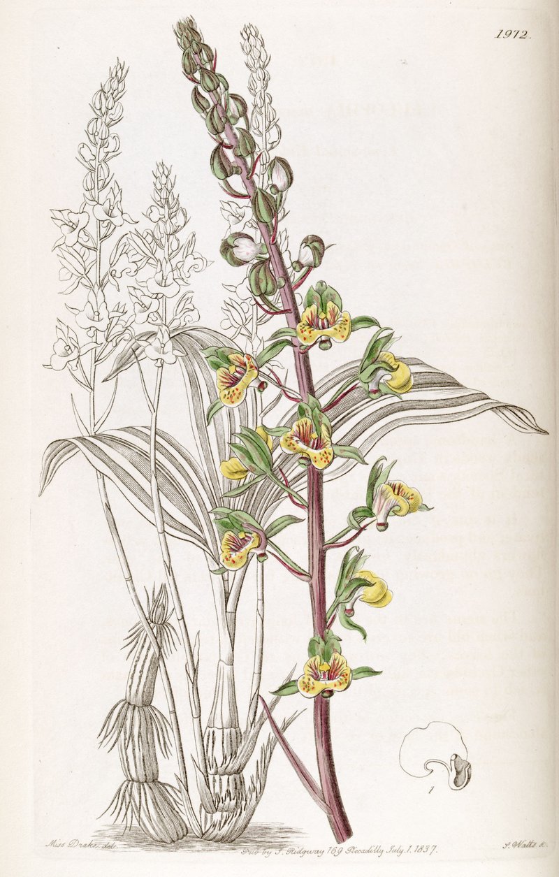 Eulophia pulchra photo 6