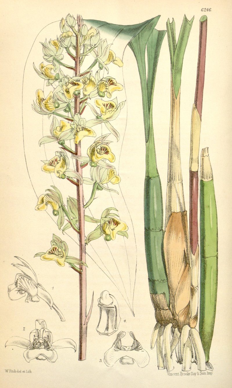 Eulophia pulchra photo 7