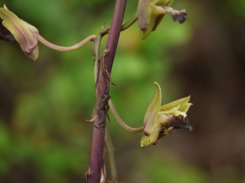 Grass Orchid photo 2