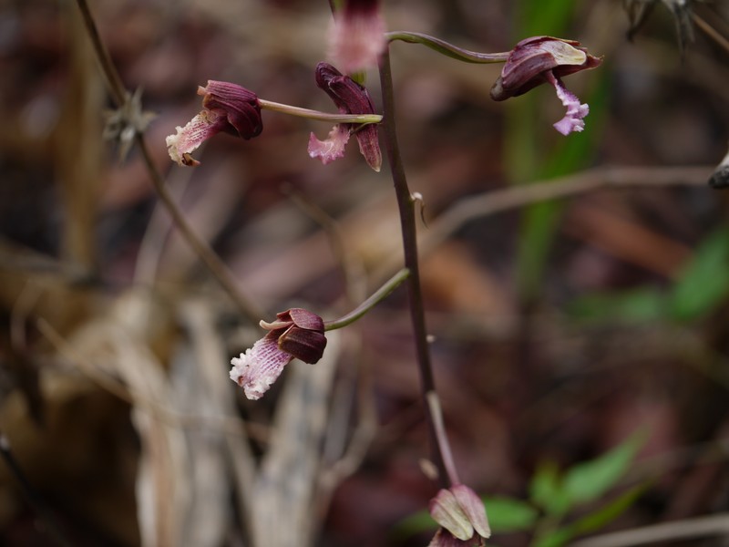 Grass Orchid photo 3
