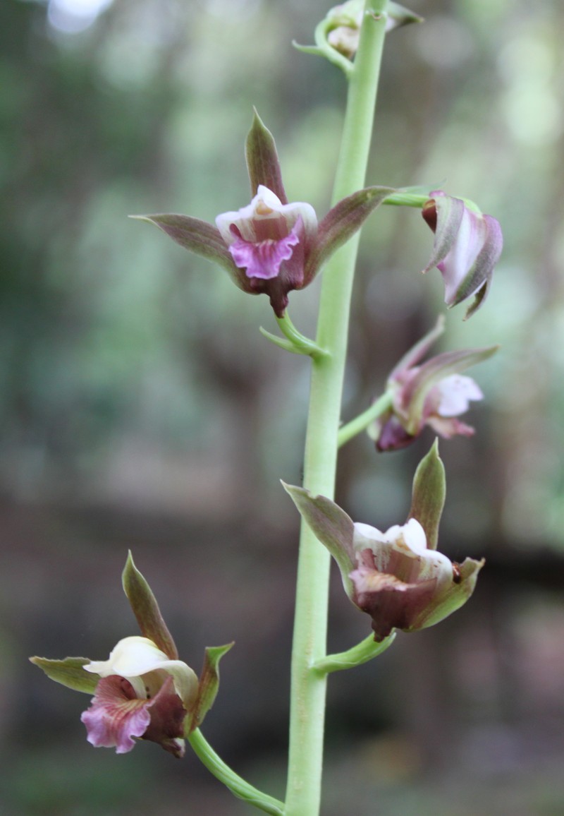 Grass Orchid