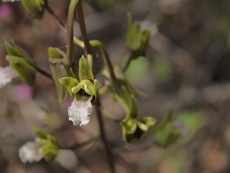 Grass Orchid photo 4