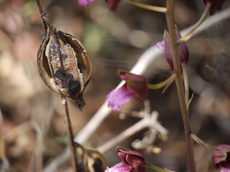 Grass Orchid photo 5