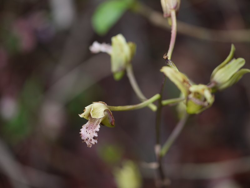 Grass Orchid photo 6