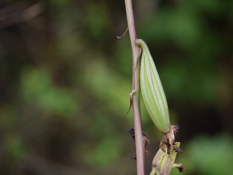 Grass Orchid photo 7
