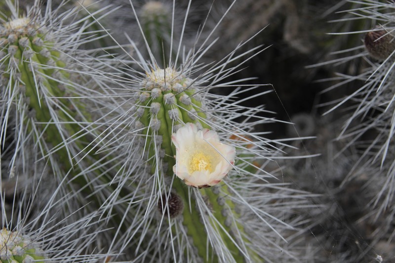 Eulychnia chorosensis