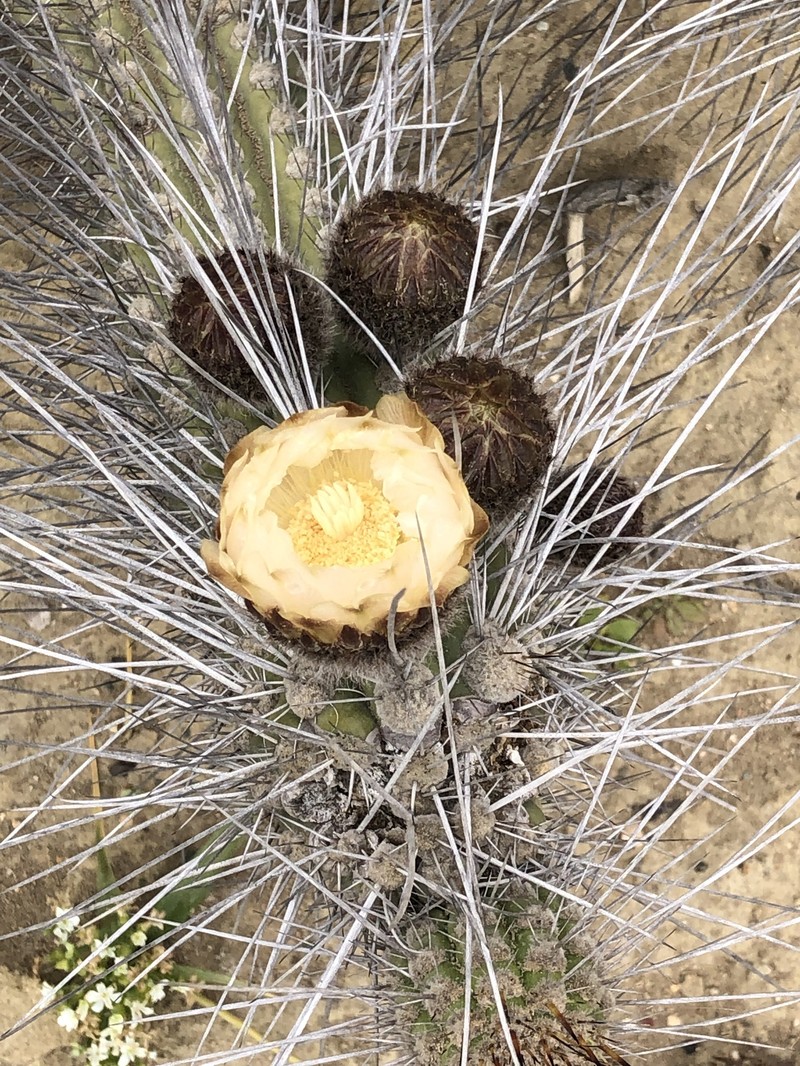 Eulychnia chorosensis photo 4