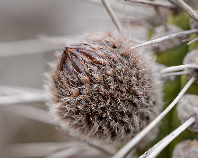 Eulychnia chorosensis photo 5