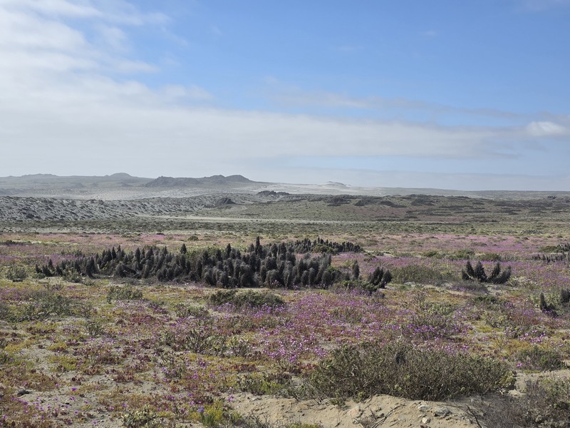 Eulychnia chorosensis photo 6