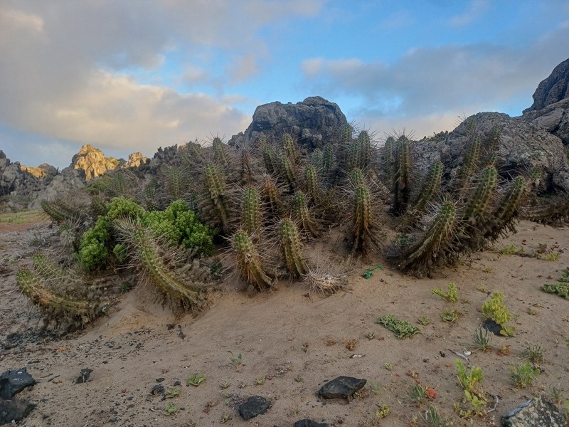 Eulychnia chorosensis photo 7