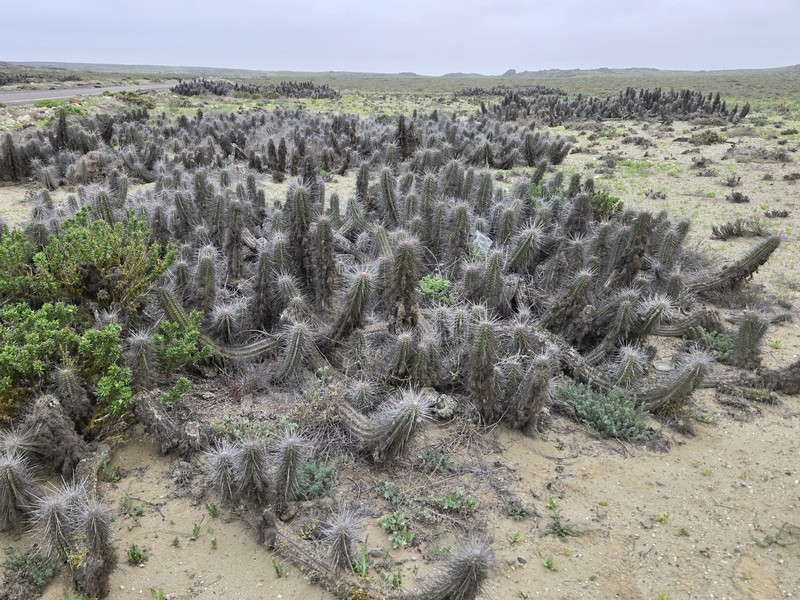 Eulychnia chorosensis photo 8