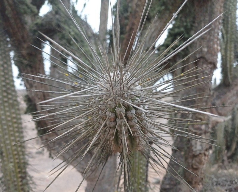 Eulychnia elata