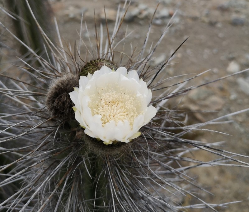 Eulychnia taltalensis