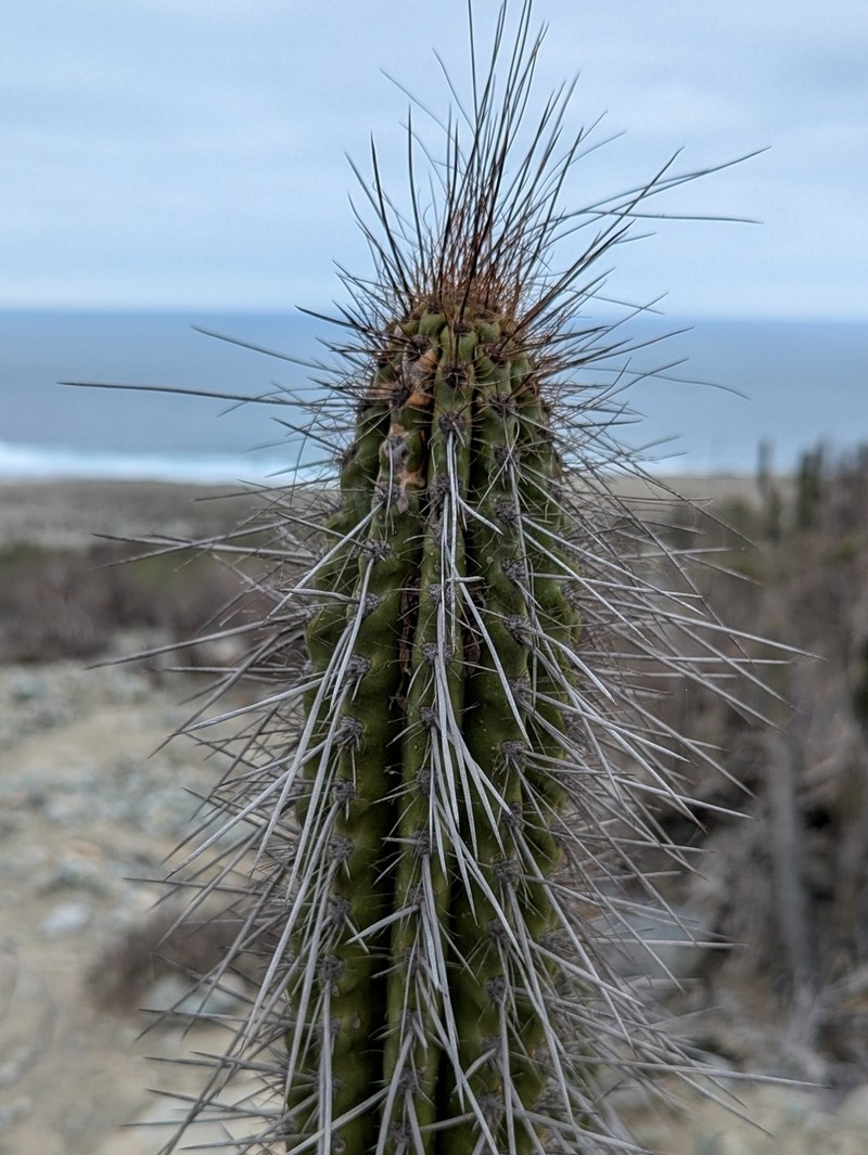 Eulychnia taltalensis photo 2