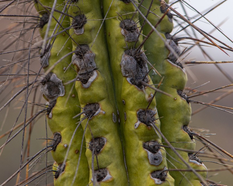 Eulychnia taltalensis photo 3