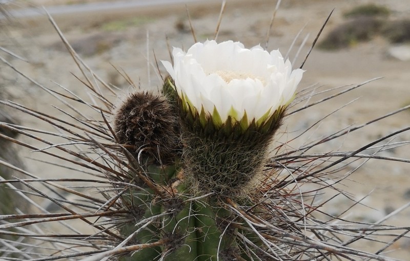 Eulychnia taltalensis photo 4