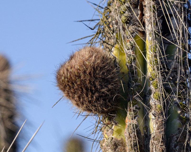 Eulychnia taltalensis photo 5
