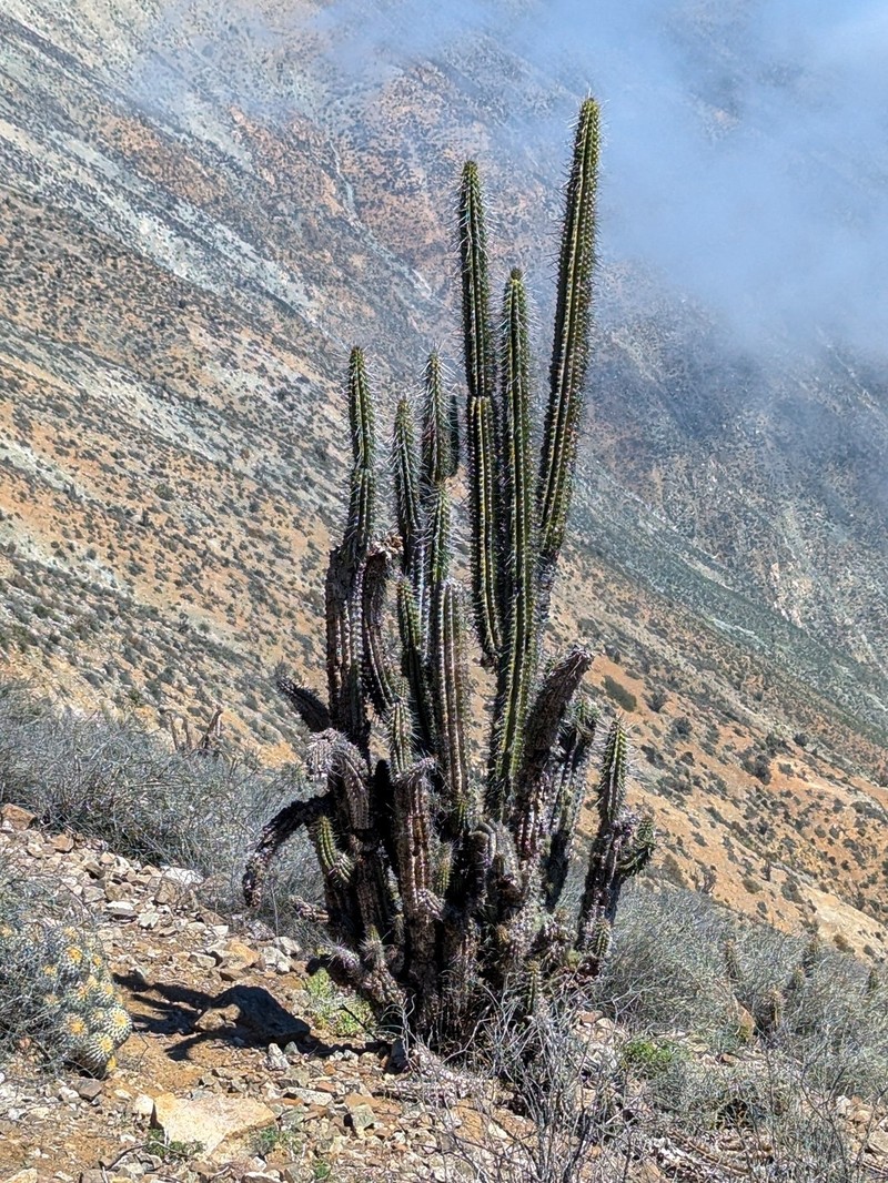 Eulychnia taltalensis photo 6