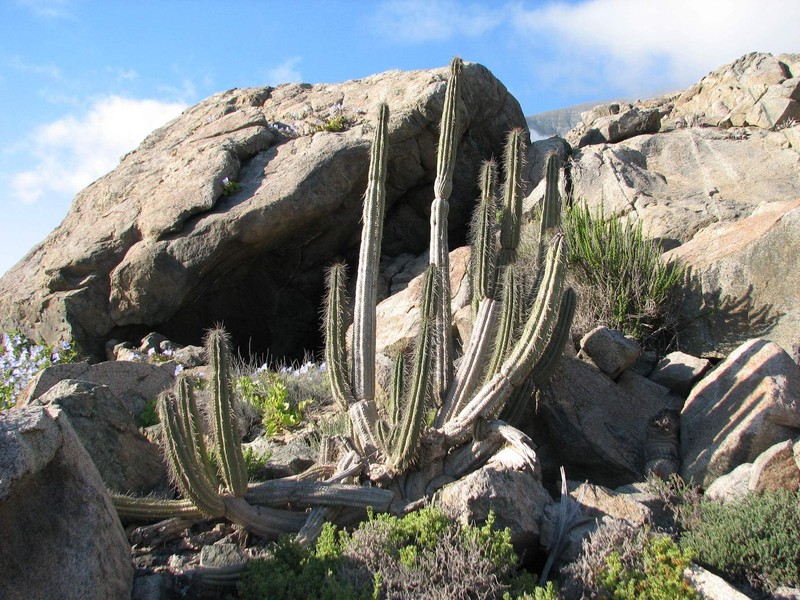 Eulychnia taltalensis photo 7