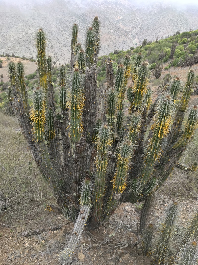 Eulychnia taltalensis photo 8