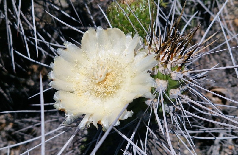 Eulychnia vallenarensis