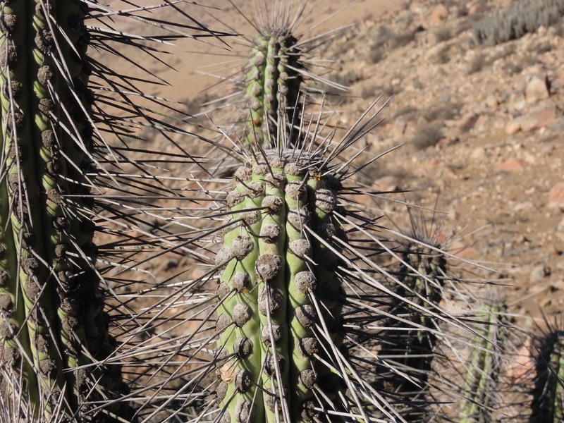 Eulychnia vallenarensis photo 2