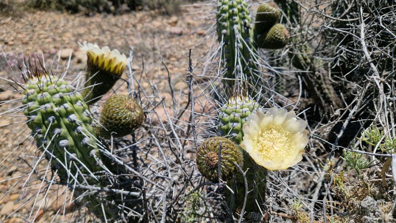 Eulychnia vallenarensis photo 4
