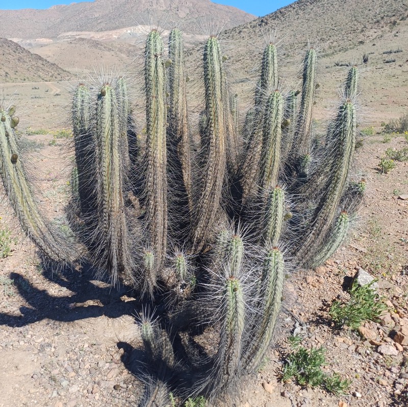 Eulychnia vallenarensis photo 5