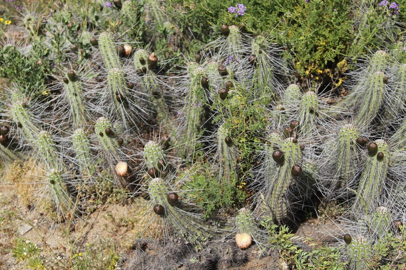 Eulychnia vallenarensis photo 6