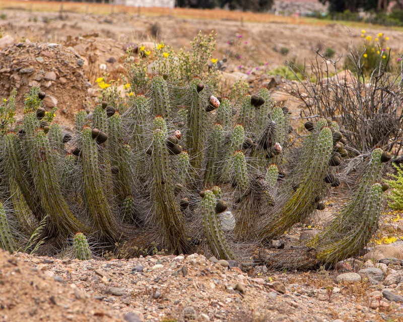 Eulychnia vallenarensis photo 8