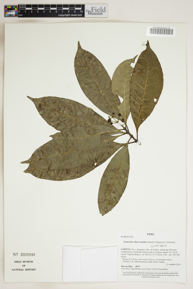 Eumachia albert-smithii