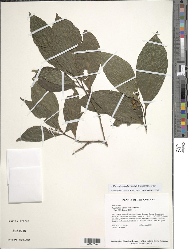 Eumachia albert-smithii photo 2