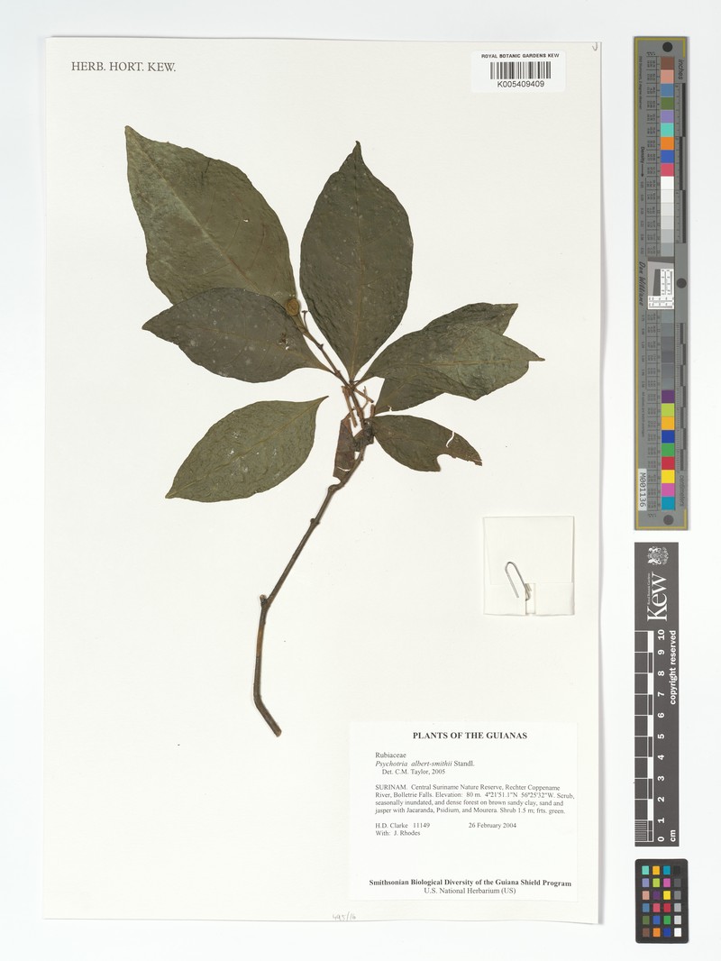 Eumachia albert-smithii photo 3