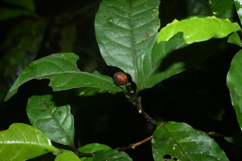 Eumachia astrellantha