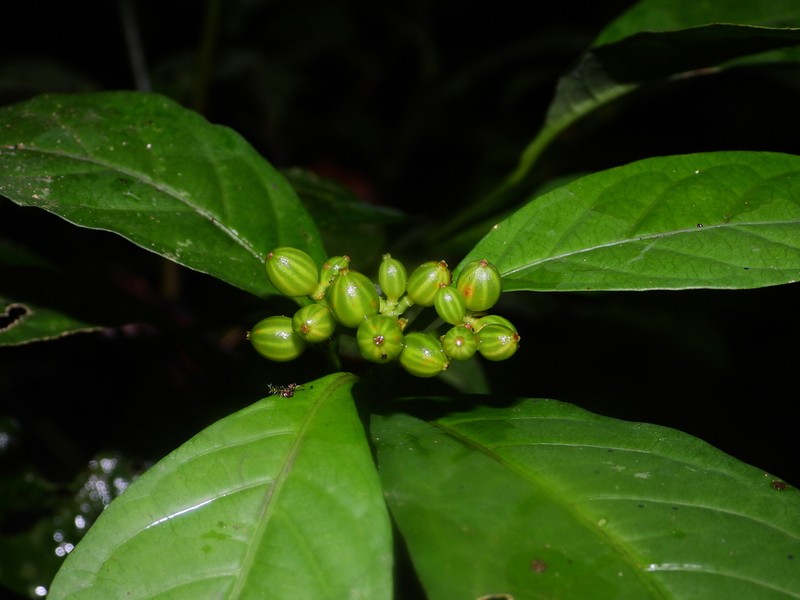 Eumachia astrellantha photo 2