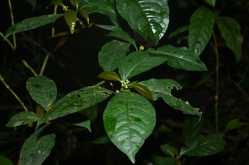 Eumachia astrellantha photo 3