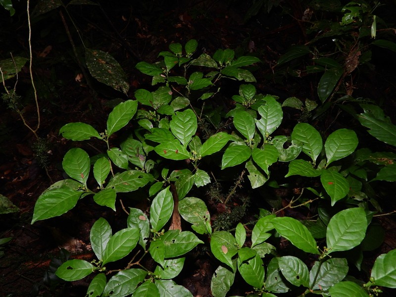 Eumachia astrellantha photo 5