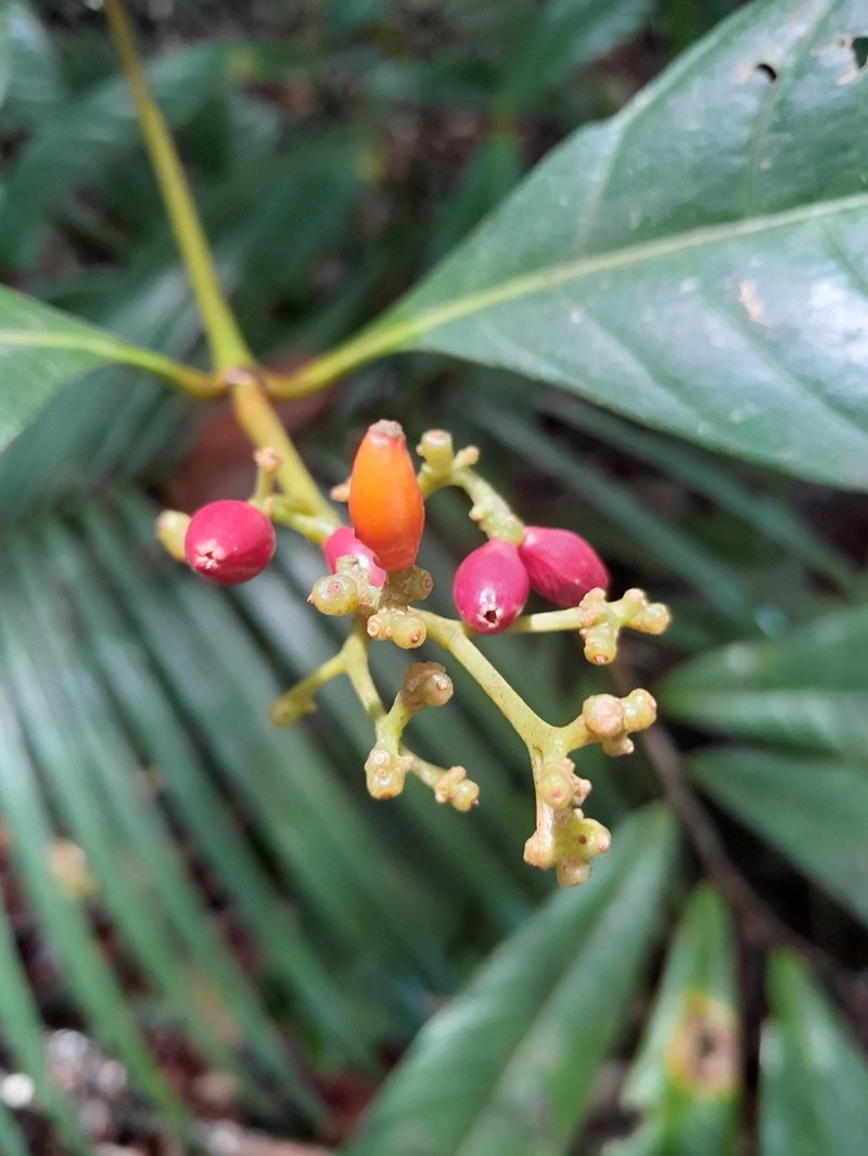 Eumachia boliviana photo 2