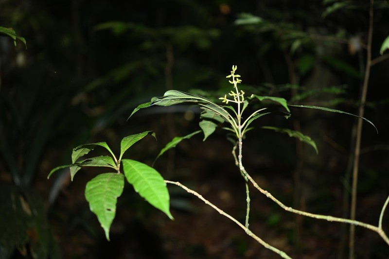 Eumachia boliviana photo 3