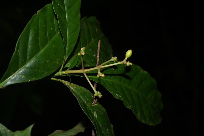 Eumachia boliviana photo 4