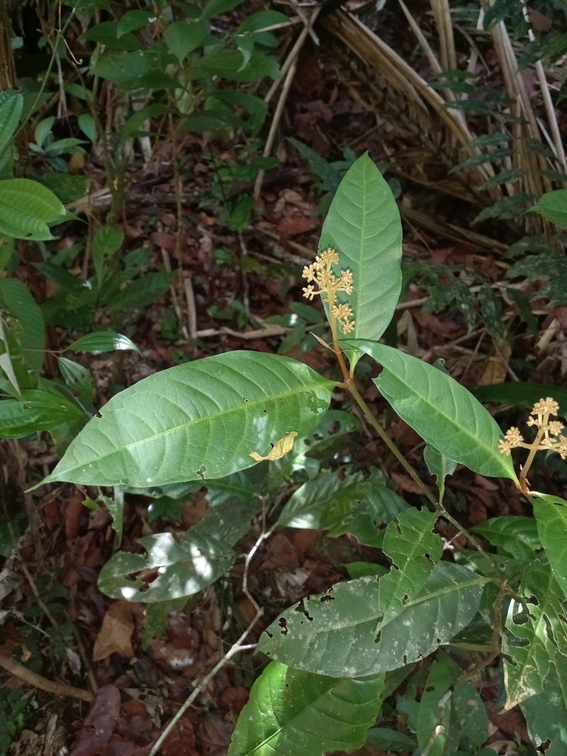 Eumachia boliviana photo 5