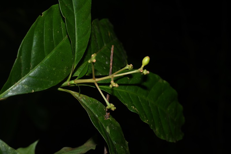 Eumachia boliviana photo 7