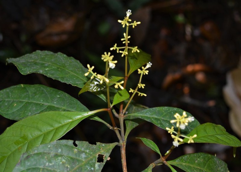 Eumachia boliviana photo 8