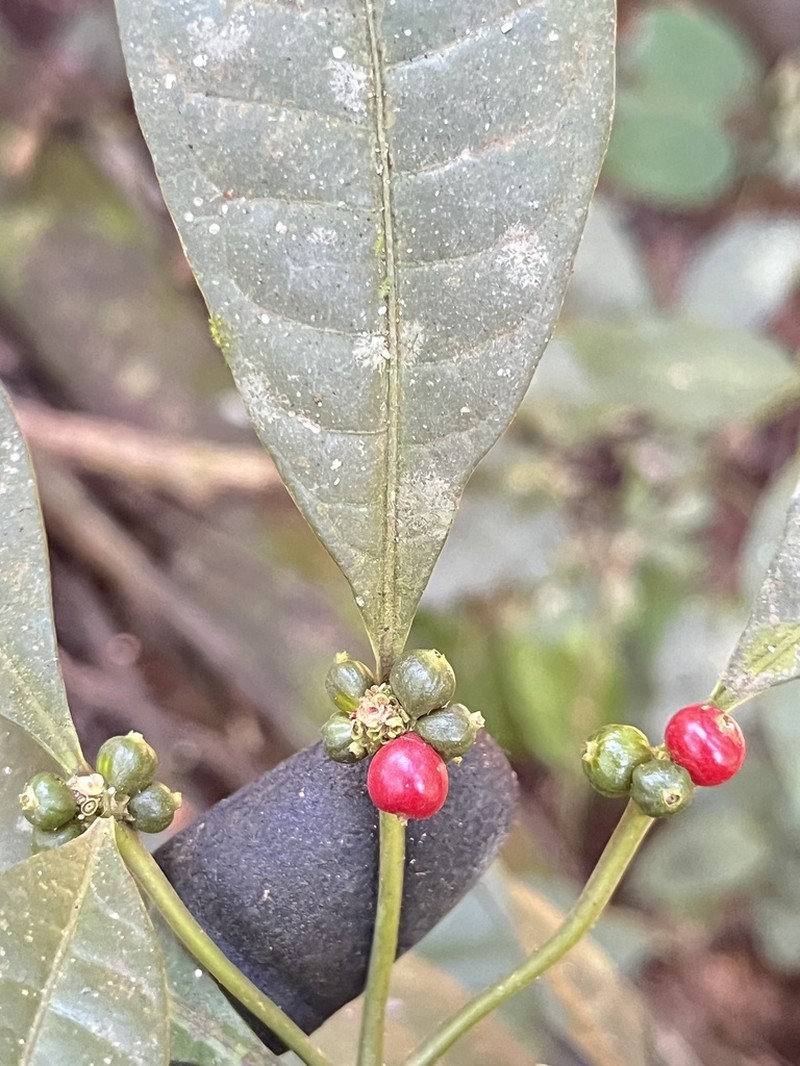 Eumachia cephalantha photo 2