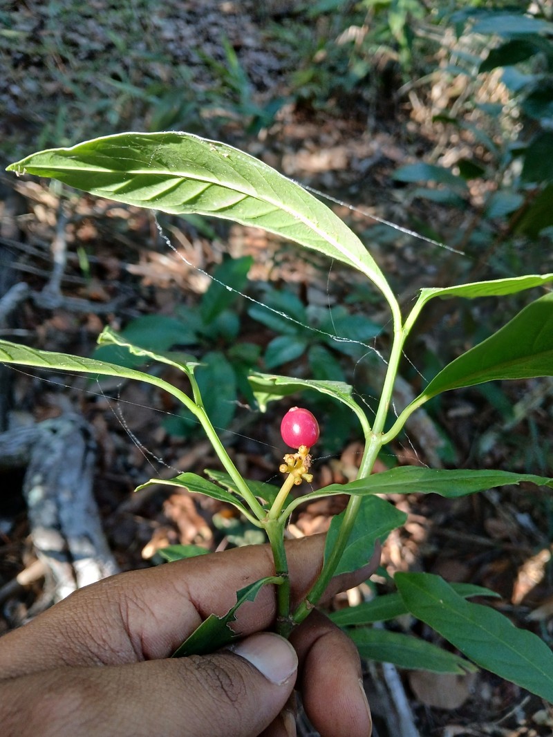 Eumachia cephalantha photo 6