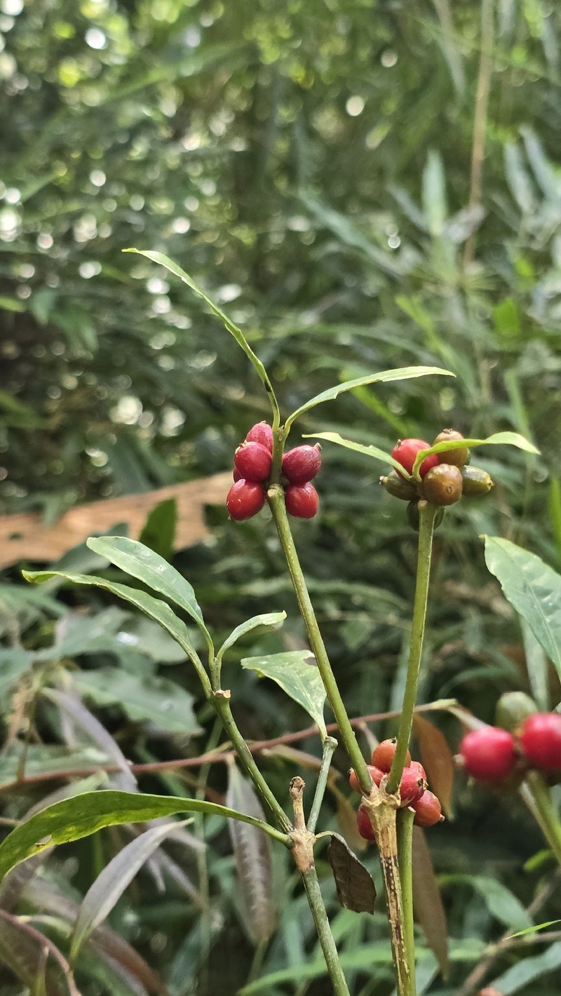 Eumachia cephalantha photo 7