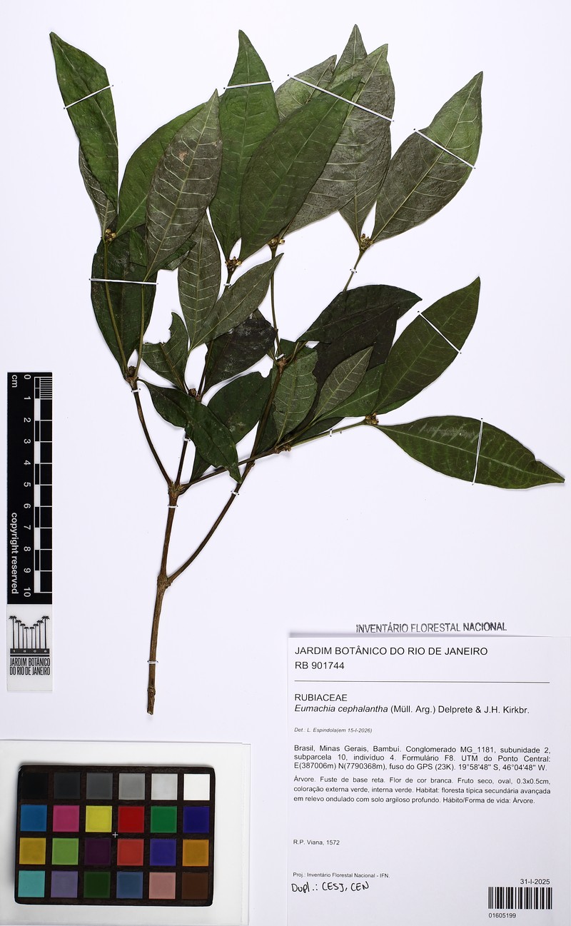 Eumachia cephalantha photo 8